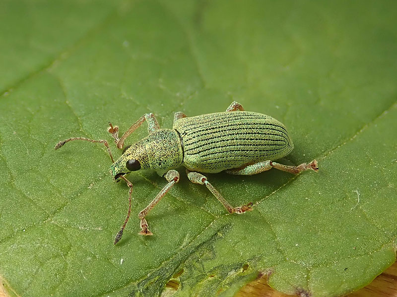 Curculionidae: Polydrusus sericeus ? P. formosus (= sericeus)